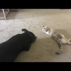 Meet your Posher, Tony